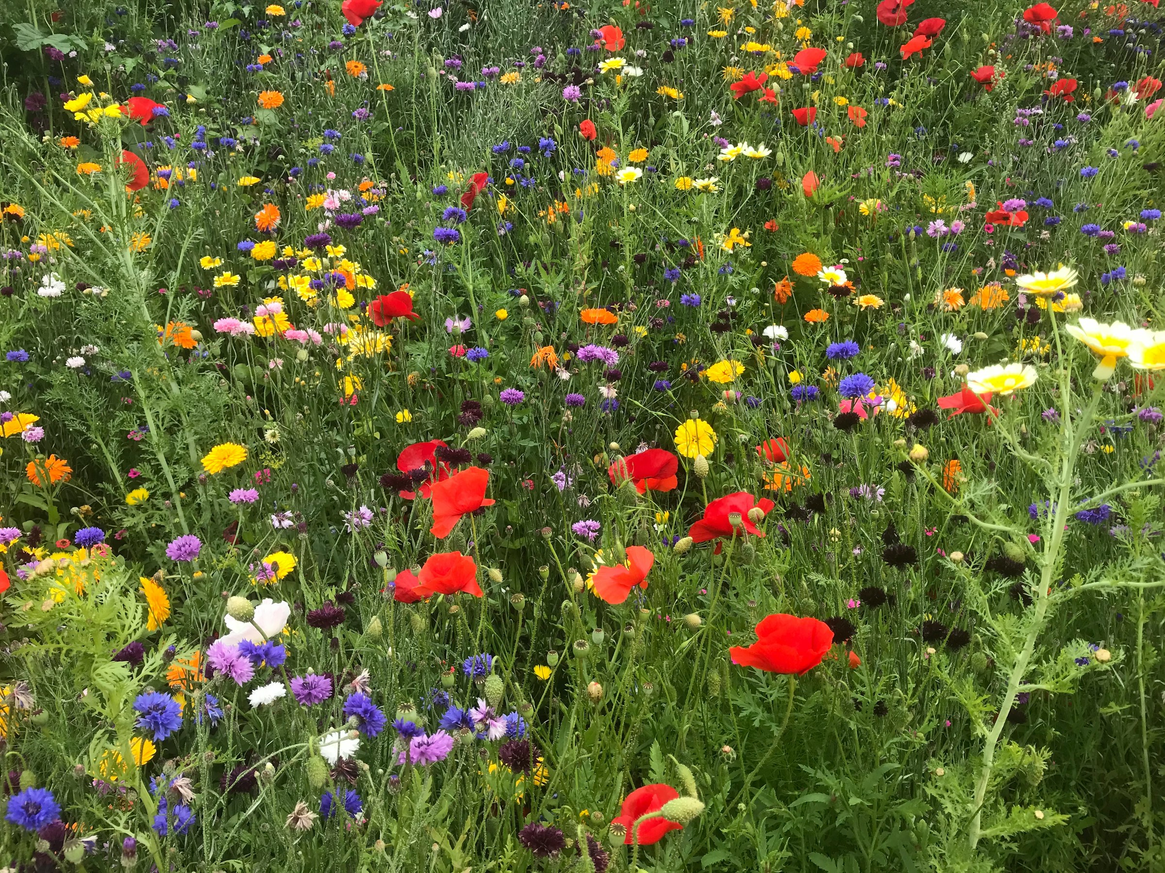 Blumenwiese